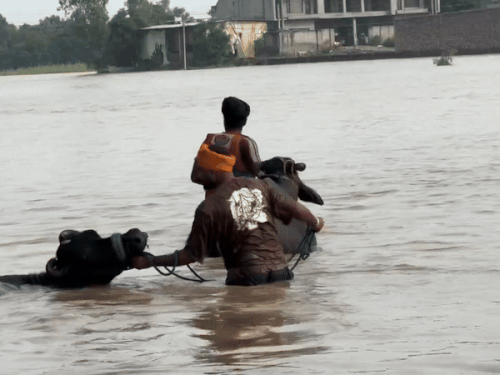 Punjab weather; Flood Conditions River Rainfall | Amritsar Jalandhar Ludhiana | Floods in 6 districts of Punjab, Sutlej-Ravi on boom: 4 strong rains alert, Relief continues in Pathankot-Taranatran-Fazilka, Khalsa Aid handled command-Amritsar News