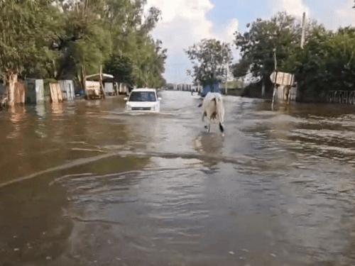 Haryana flood update; Rain alert; Yamuna Hathinikund Barrage | Rain alert in 20 districts: Ghaggar -Marakanda overflow, water level came down from Danger level at Hathinikund barrage – Charkhi Dadri News