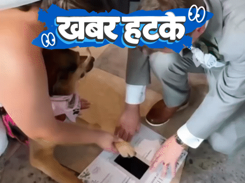 Unique News: Pet Dogs are also also witnesses to marriage in America | News out- Pet dogs also witness marriage in America: After surgery, the patient will get ₹ 10.63 crore!; See 5 interesting news
